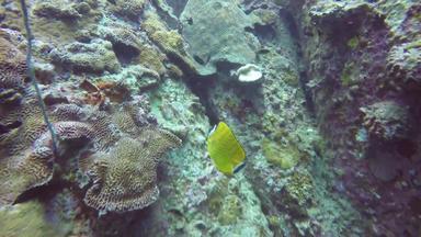 海洋潜水潜水水下色彩斑斓的热带珊瑚礁海景学校海鱼深海洋软硬珊瑚水生生态系统天堂背景水极端的体育运动爱好